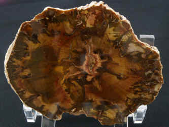Petrified Wood